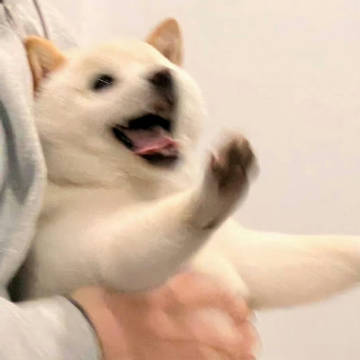永远爱小狗 ​