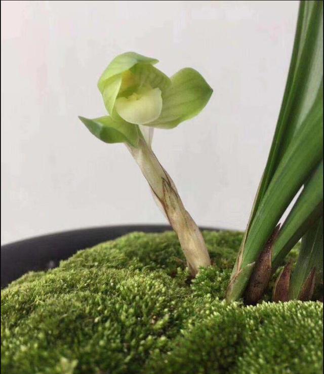 好花难求千山处，摘朵幽香驻心华，逢缘霜林夜雨归，只愿君来到我家，好的兰花是难以寻