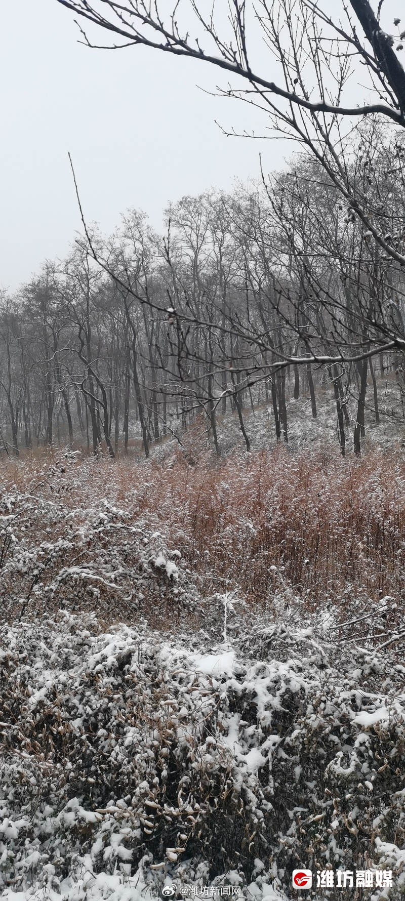 【潍坊今冬的第一场雪到货！】，雪后的青州仰天山美如仙境，树枝上积满了白雪，山间白