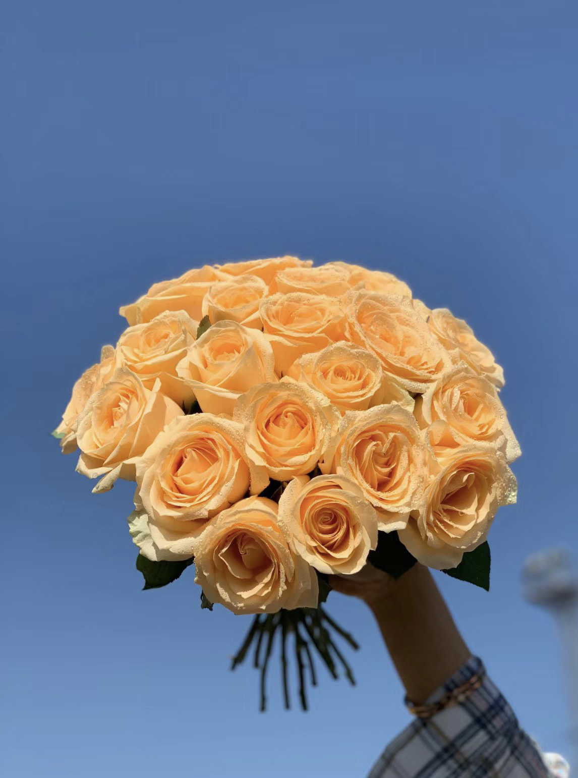 带你认识香槟玫瑰#香槟玫瑰花语#