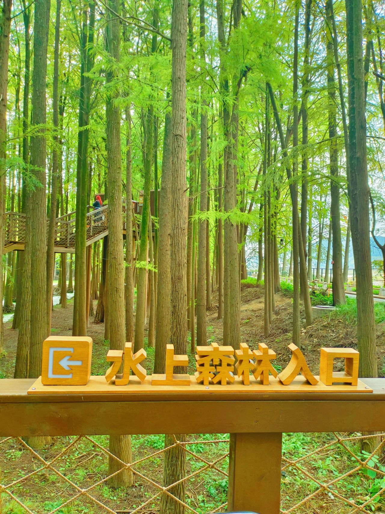 进入杭州青山湖水上森林