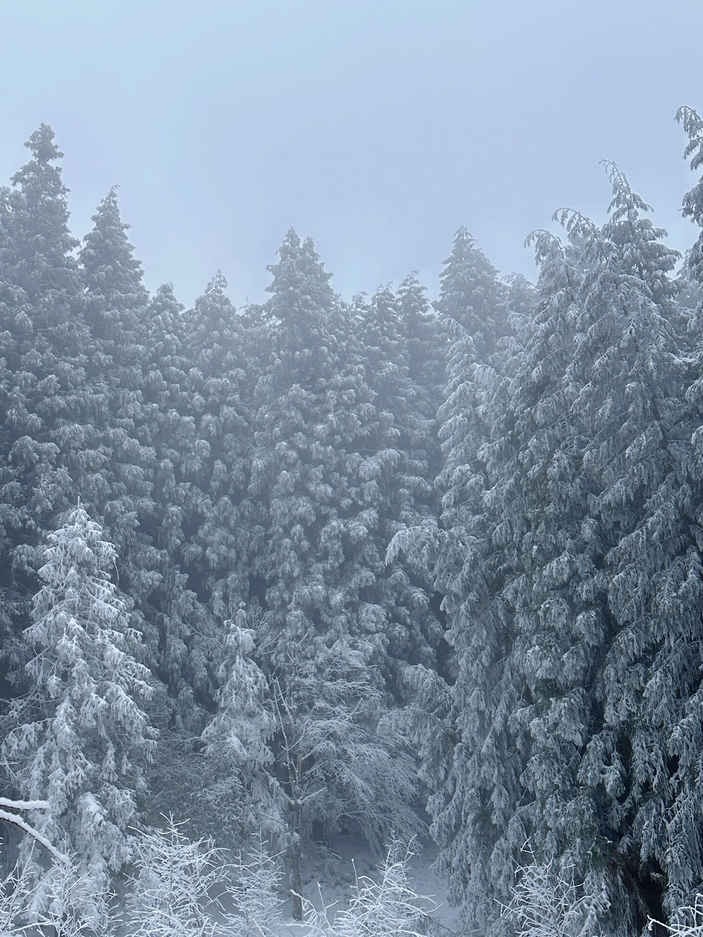 重庆丨避开仙女山、南天湖的隐秘雪国❄️