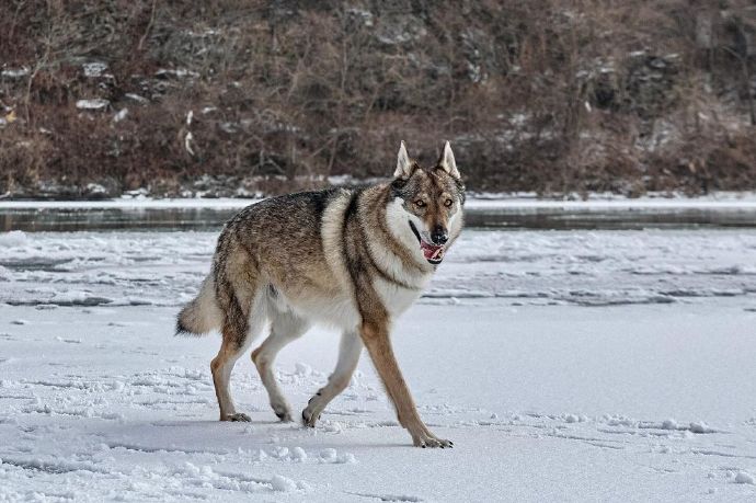 雪上漫步