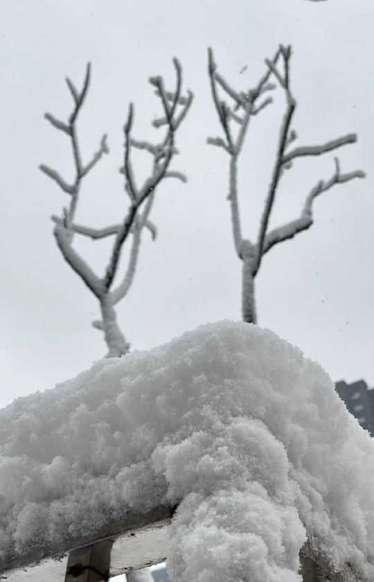 好厚的雪，全红的路。
小猫咪命真好，可以在家休息，不用上班