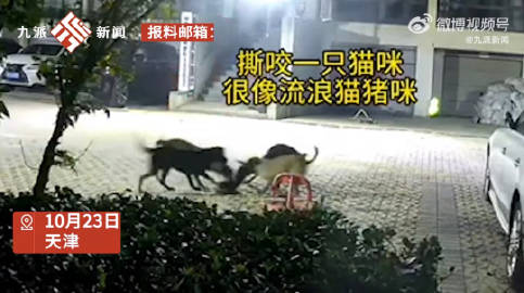 猫奴就是煞笔，去年在狗奴面前连个屁不敢放，现在搁这装尼玛呢