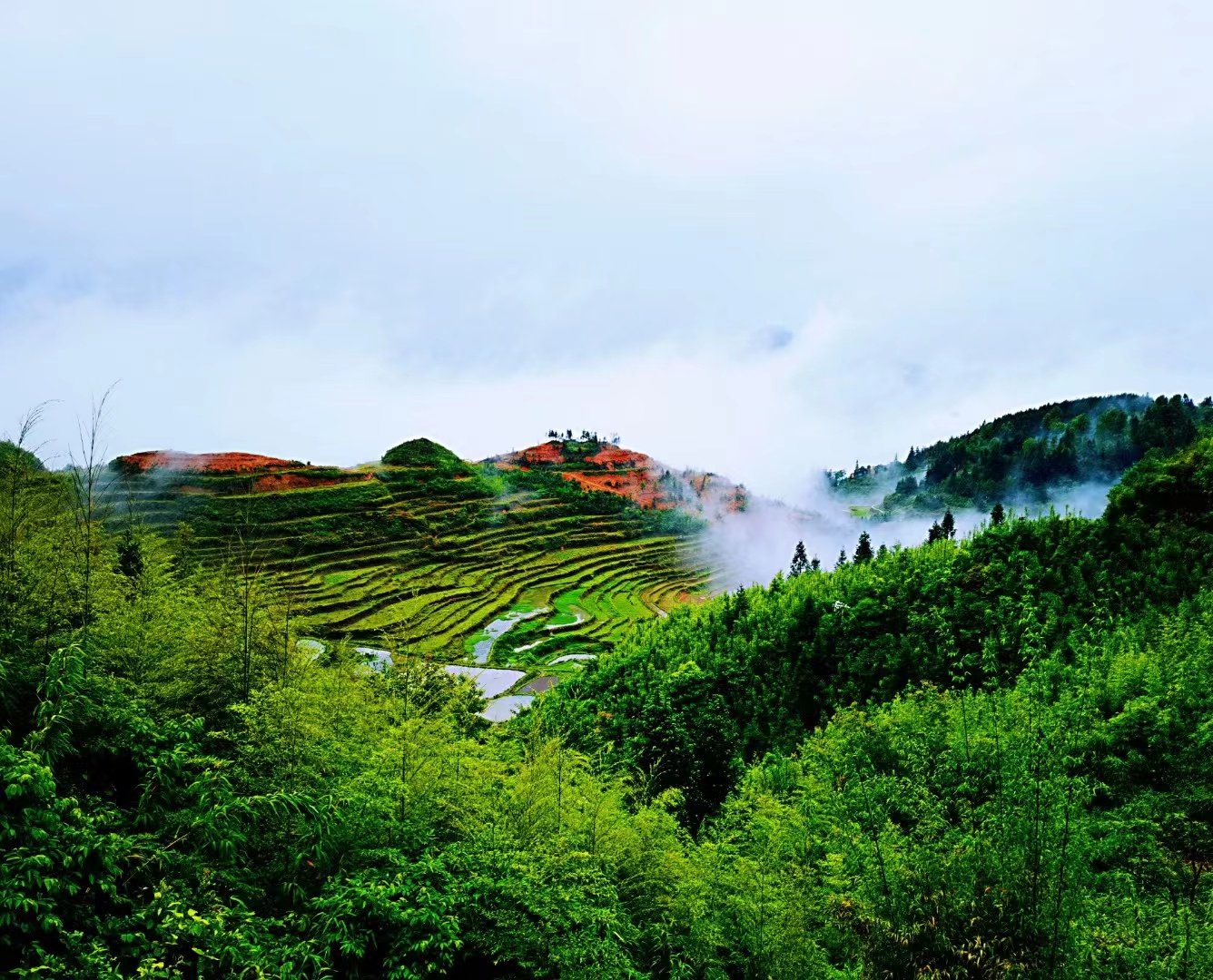 茶色是自由基清除剂吗
