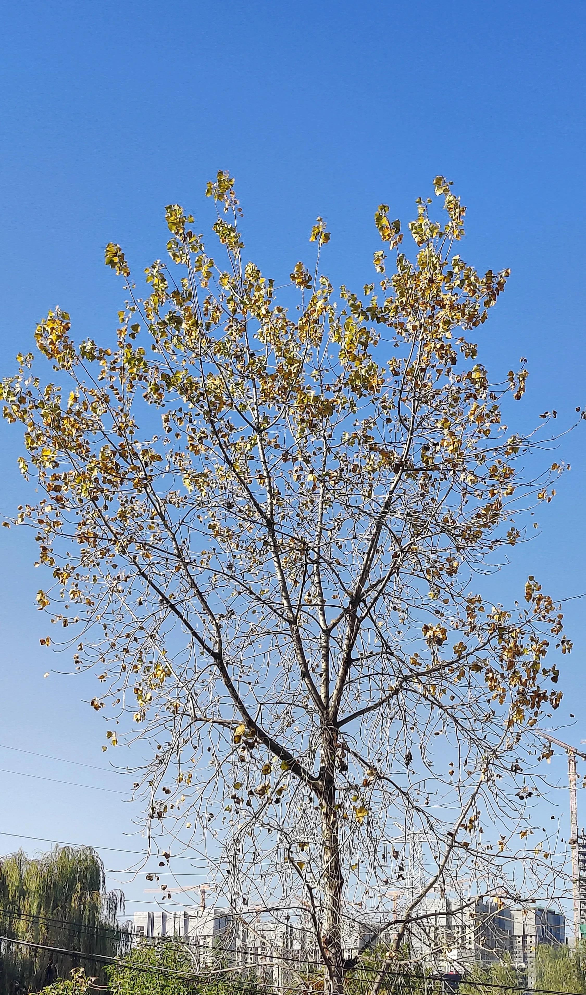 有点想念我们的外交天团！
赵立坚没看到了，耿爽去联合国了，华春莹呢？好久没看到发