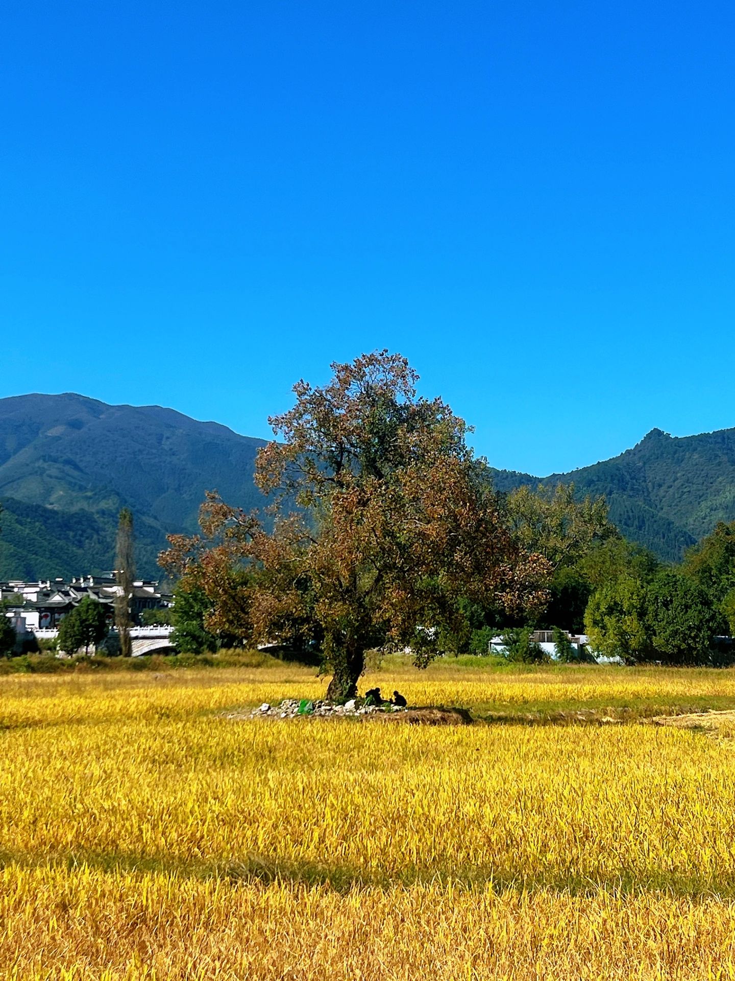 宏村到塔川一路的麦田非常美
