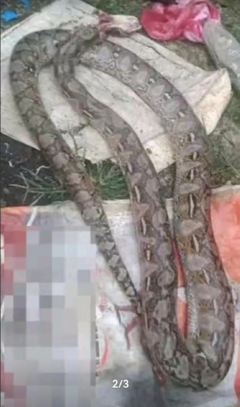 菲律宾男子咬死3米巨蟒：遭蟒蛇咬伤缠身后，他狠咬蛇脖子自救！

菲律宾巴丹市，当