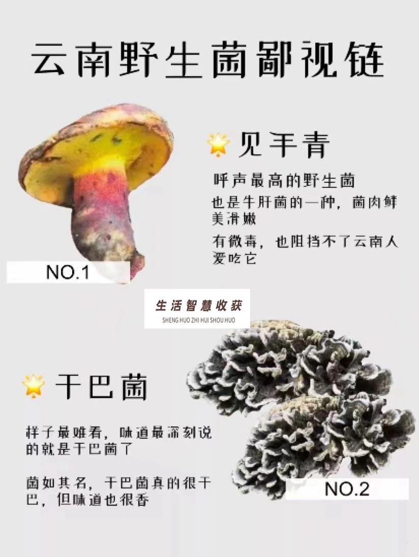云南常见的菌子#鸡枞菌#