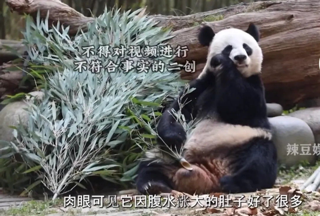看到熊猫再次被送上米国飞机的那一刻，我不敢相信自己的眼镜，定定神揉揉眼再仔细看一