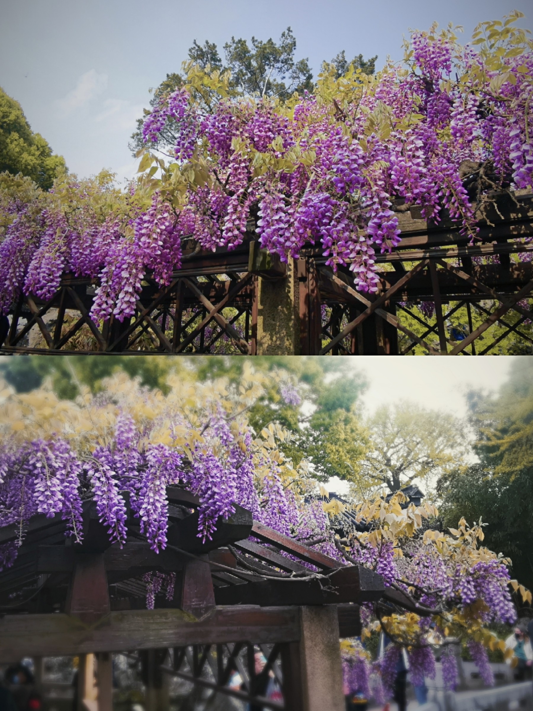 苏州狮子林亲子游|百年紫藤花开