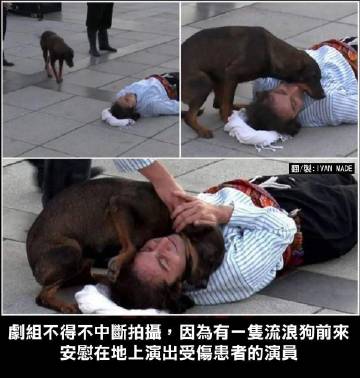 剧组不得不中断拍摄 ，因为有一只流浪狗前来安慰在地上演受伤患者的演员 ​