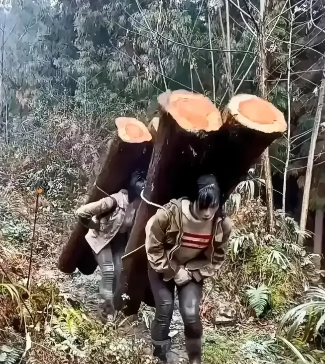 这两位背木头的网红，不但缺乏道德底线，还缺少生活小常识和智商。如果自己尝试过背木