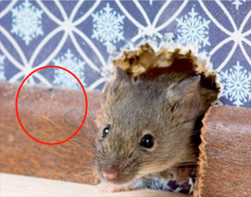 几十年前，人都吃不饱，老鼠满大街跑，不光偷吃粮食还带来很多疾病，现如今粮食多了，