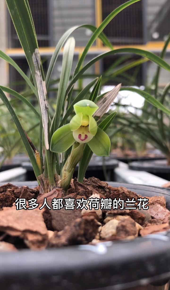 很多人都喜欢荷瓣的兰花，认为荷瓣兰花是最好的，其实并不是这样的，荷瓣兰花只是数量