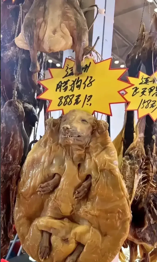 腊狗仔吃过没有？一整只，看着还挺吓人的，尤其是狗头看着还是有点狰狞。

狗肉，冬