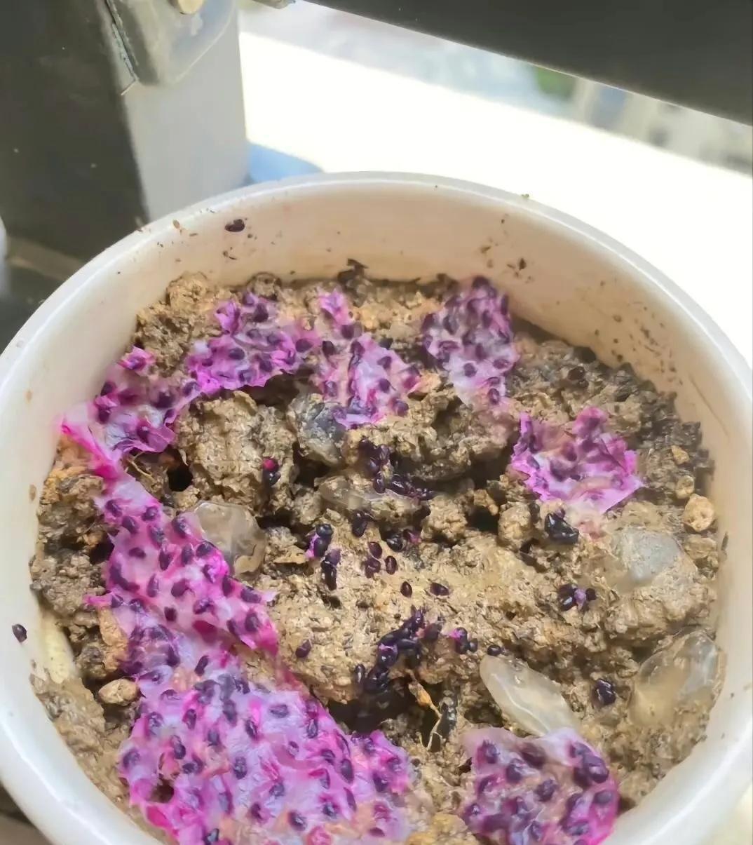 





吃火龙果籽儿可别扔了，随手一放就收获绿油油的盆栽！！
首先，取一个熟