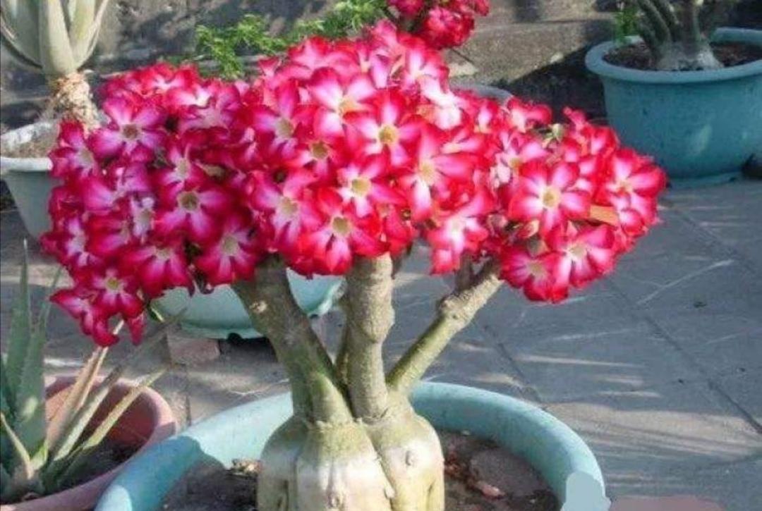 






观赏品种的沙漠玫瑰，花朵更大，花色更丰富
沙漠玫瑰并不是沙漠里的玫
