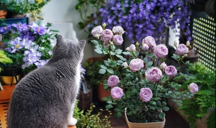 不足4㎡的绝美花园！小阳台如何做到大折腾
阳台概览
一个室外阳台（未封闭），有玻