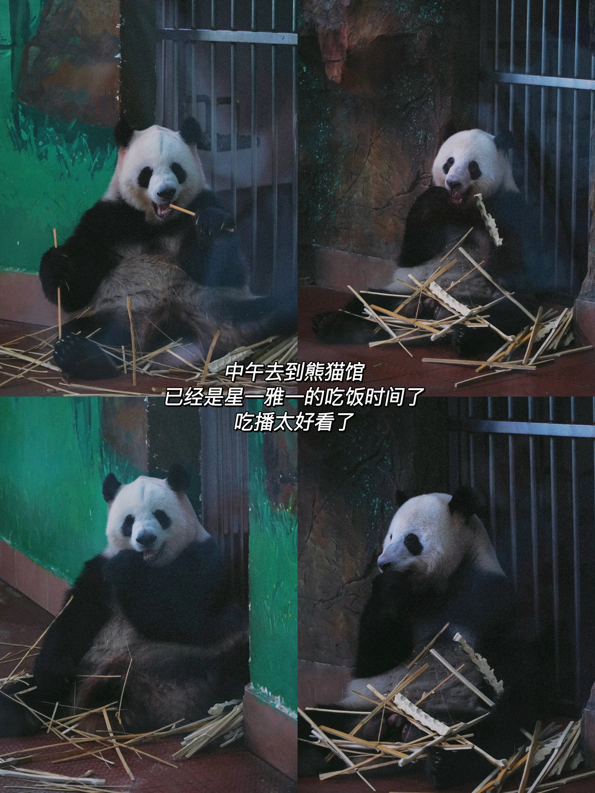 广州动物园游玩+绝美机位保姆级攻略！