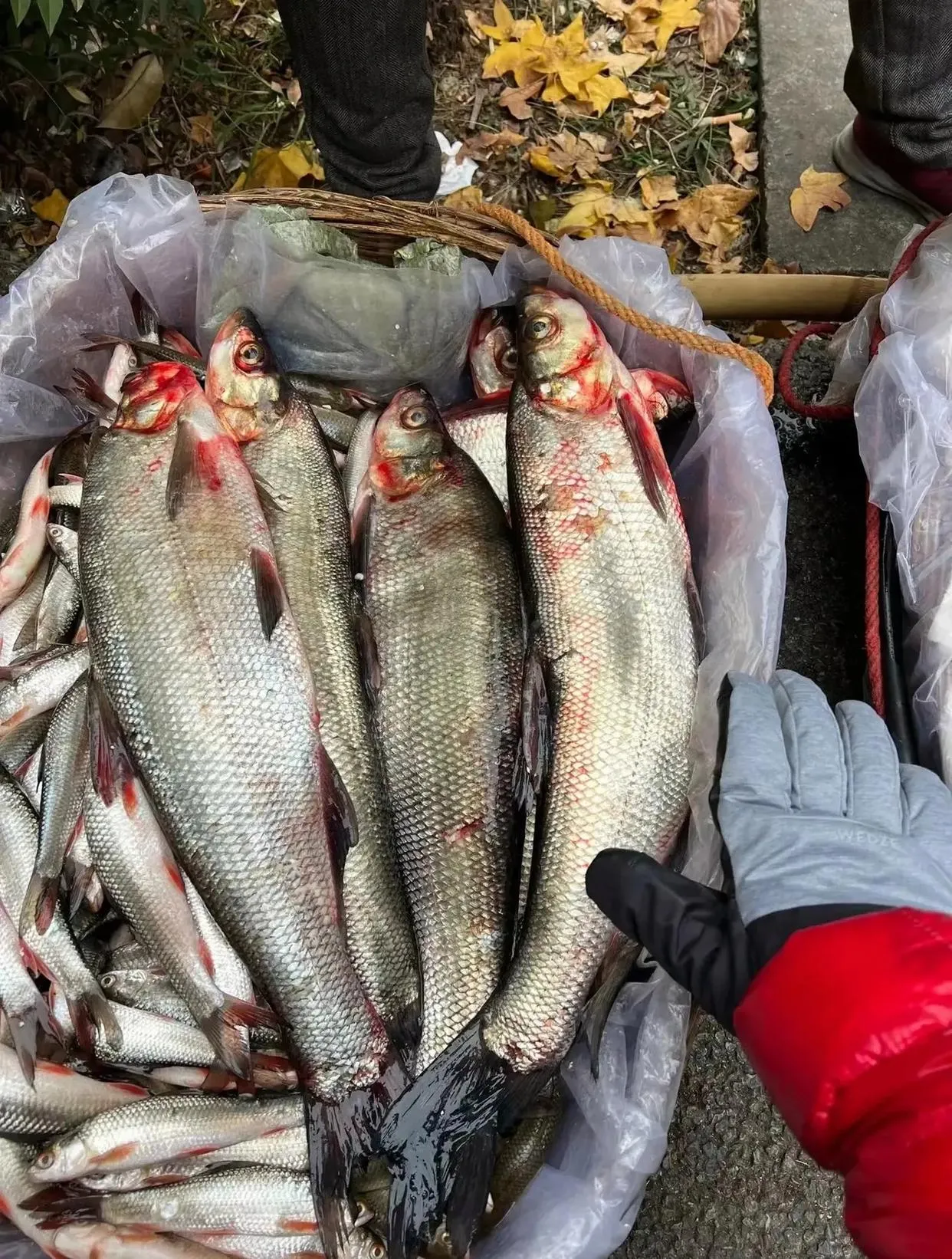 今天差点被打了，早上在路边看见一个大妈在卖鱼，我让大妈给我挑了几条大的顺便帮我收