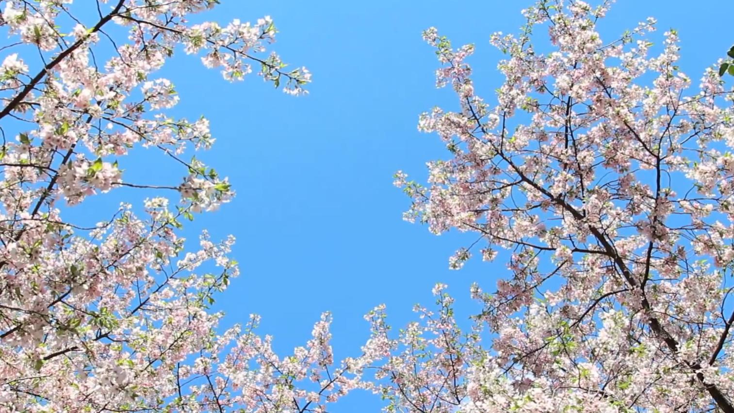 只有真正尽力去追求过，才能真正地放下心中的包袱，迎接新的挑战