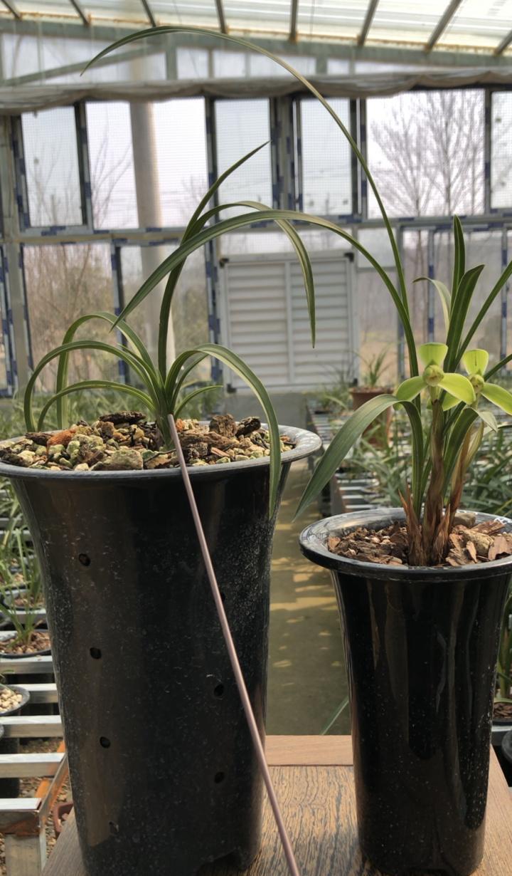 很多地方有两种兰花，春季开花，一杆1-2朵花的为春兰，一杆多花的为蕙兰，不开花时