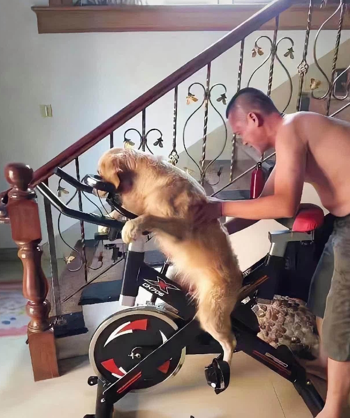 爸爸在酒后失去了理智，坚持要让他的爱犬尝试骑自行车。他的举动让在场的所有人都感到