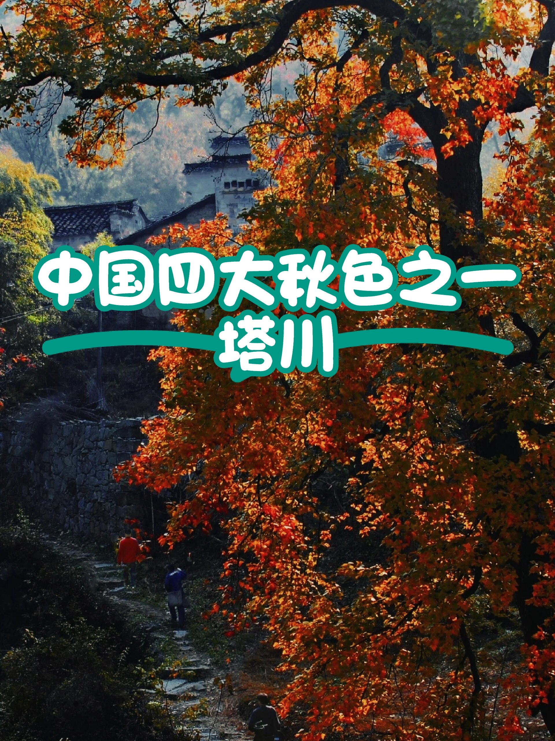 【绝美塔川】中国四大秋色之一🍁层林尽染