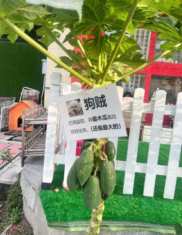 挂出来吧，让我看看长啥样