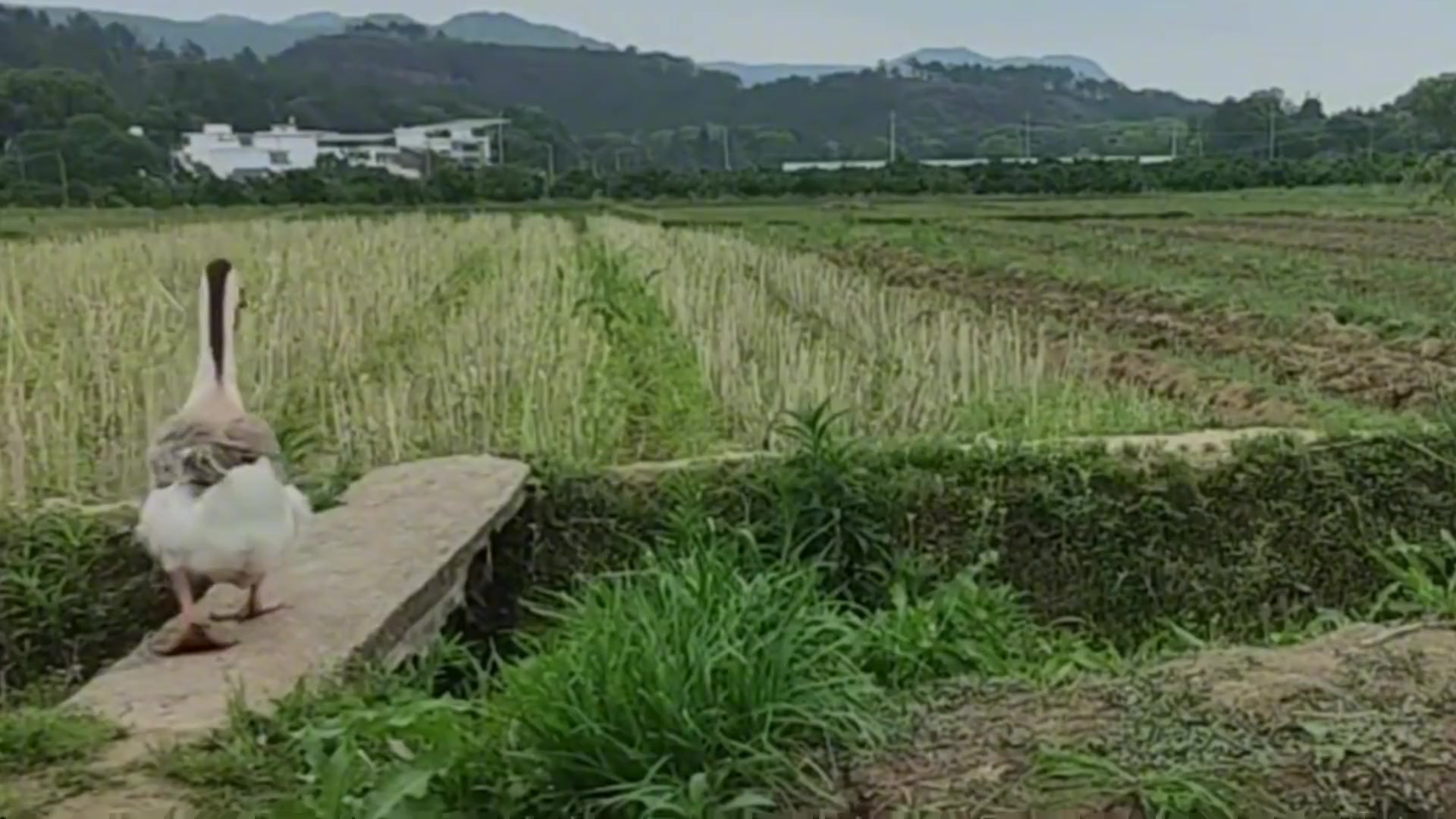 全网最通人性的大鹅！主人农田干活！帮主人挑了两瓶水过来！