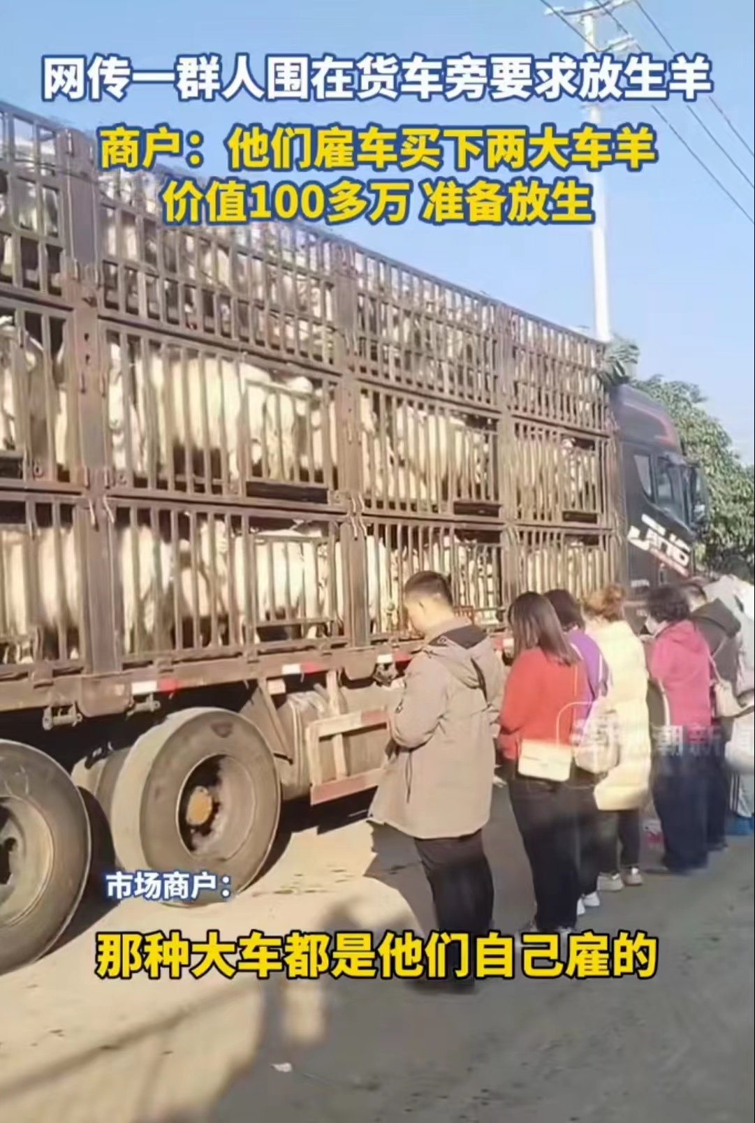 这是哪位大师出的馊主意啊？广东肇庆，价值100多万元的两大卡车绵羊被放生了，并且