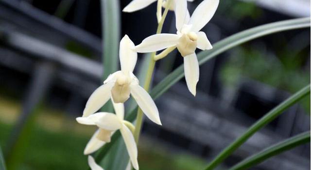 对于一个选蕙花人来说，最难的是能不能抵挡眼前的诱惑。兰花市场行情随着时间的推移会