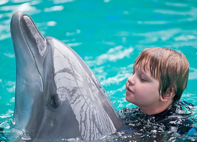 海豚怎么交配? 科学家: 它们极具侵略性 某处器官与人类很相似