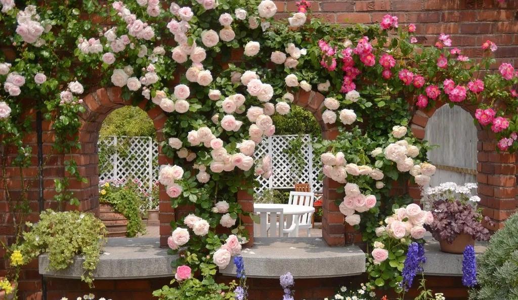 大花墙、拱门推荐长势比较快的粉龙、大游行等;中小型花墙、拱门推荐自由精神、黄金庆