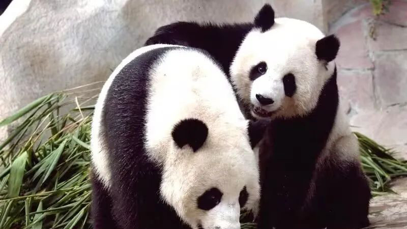 中国大熊猫再赴泰国！总理赛塔称：清迈动物园将再次拥有熊猫！