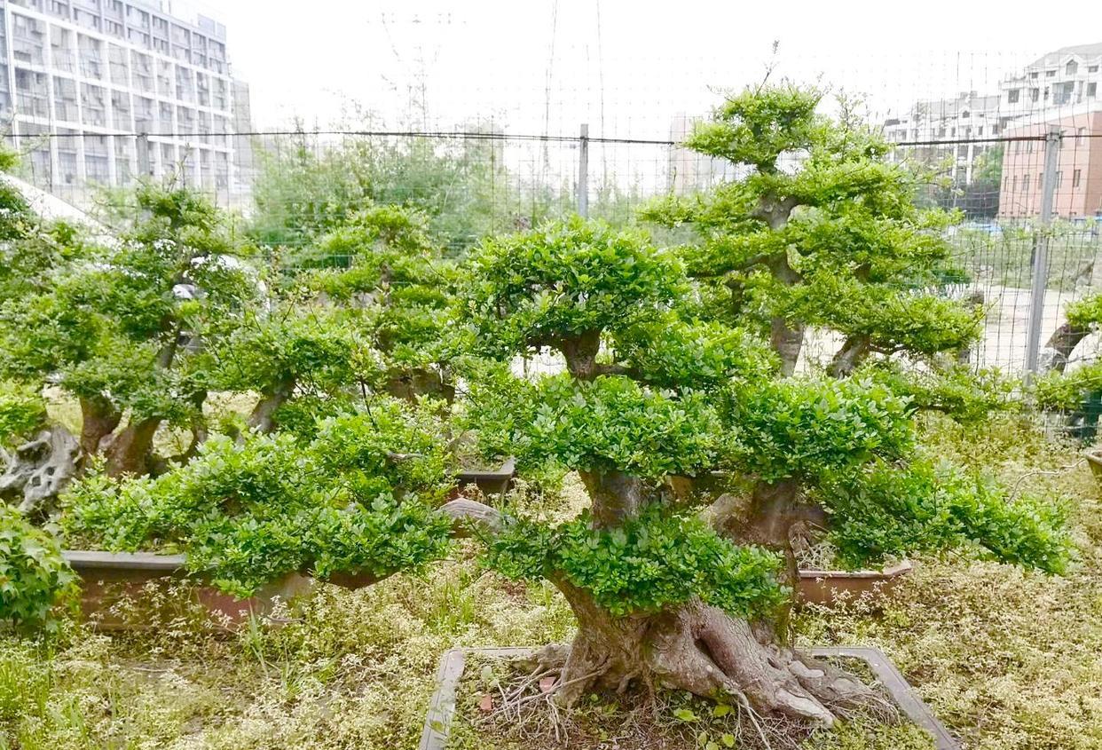 对节白蜡和兰花二者在不同的方向都有优势
兰花被誉为“王者香”，对节白蜡被誉为“盆