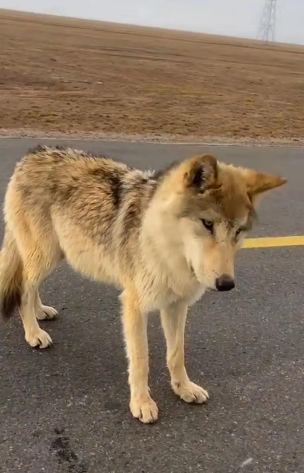 可可西里的网红狼
靠自己努力从三天饿九顿变成珠圆玉润了。
别的狼 狼行千里吃肉 