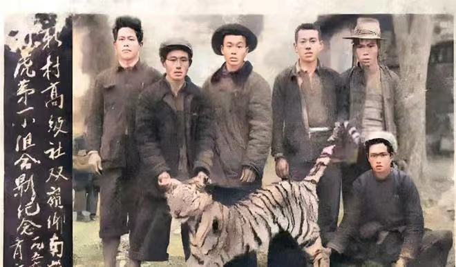 1956年，湖南山区的村民们猎杀了一头华南虎后，留下的老照片，照片中可以看到这头