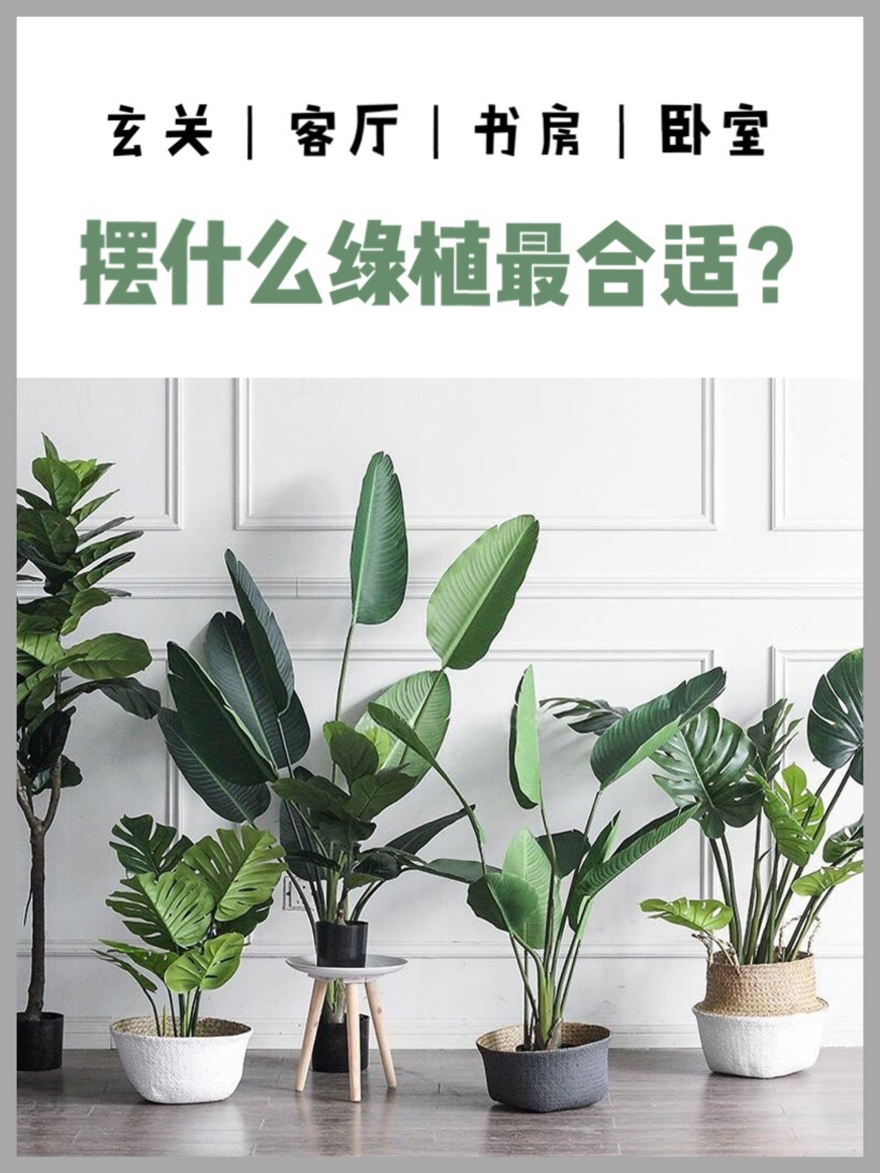 绿植挑选指南#最耐阴的漂亮植物#