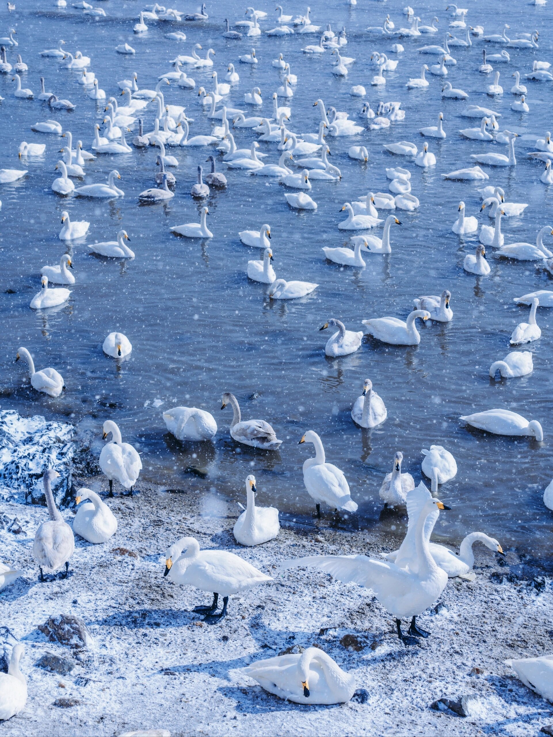 下雪，是海边城市的终极浪漫！