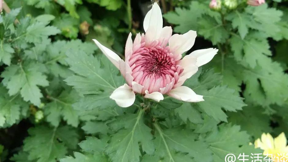 寒食节和清明节有哪些关系？区别有哪些？是为了纪念谁？