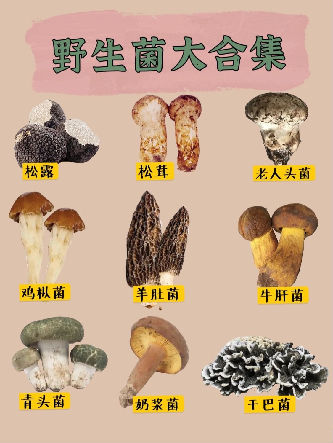 云南最好吃的野生菌#鸡枞菌#