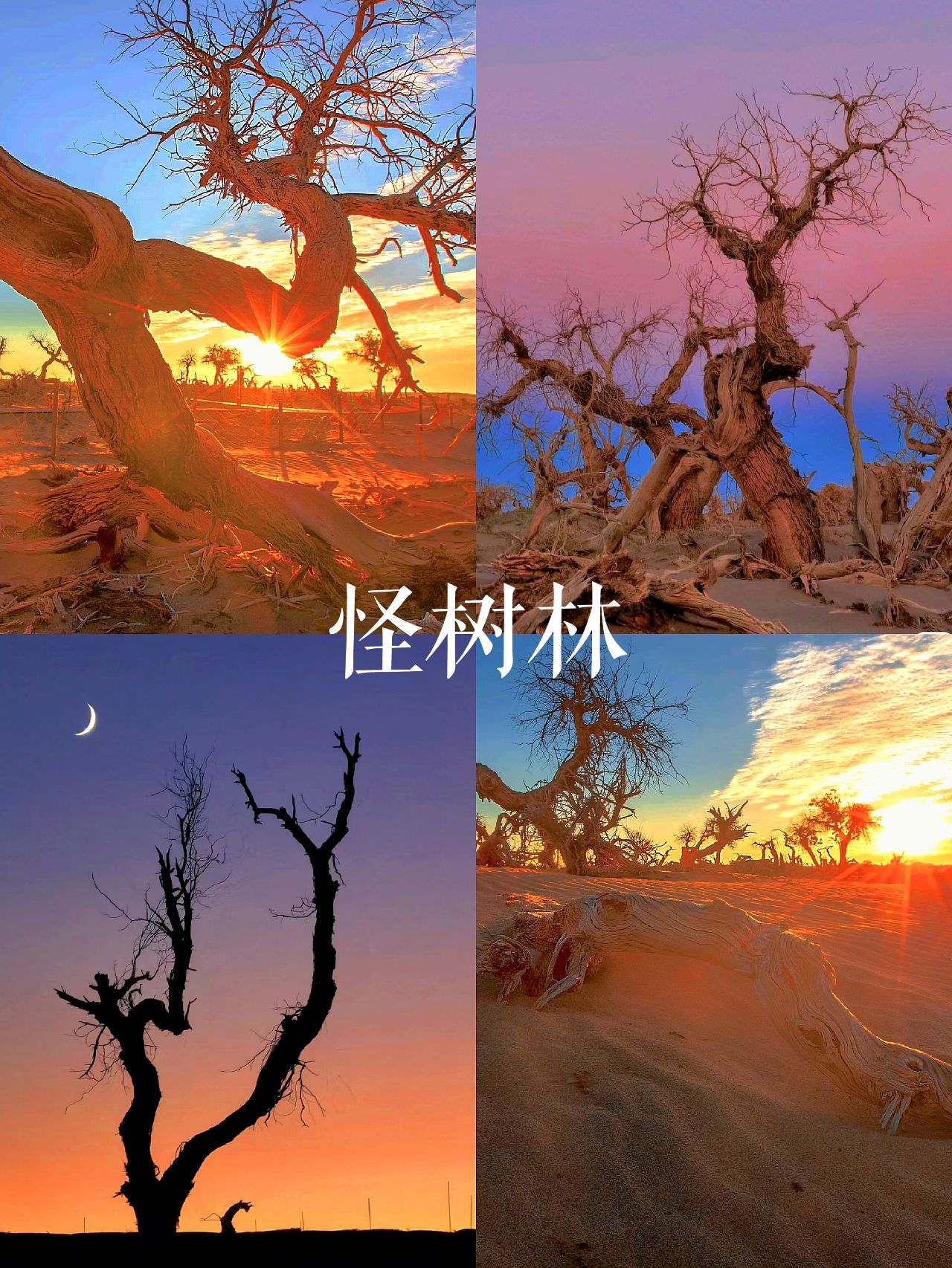 不到2k的内蒙胡杨林之旅，谁去谁赚好吧