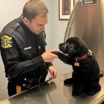 警犬上班的第一天和最后一天