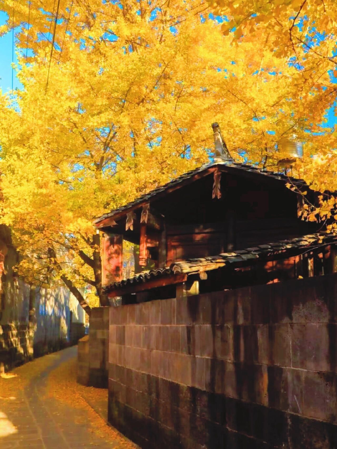 腾冲6️⃣日赏秋攻略🍂