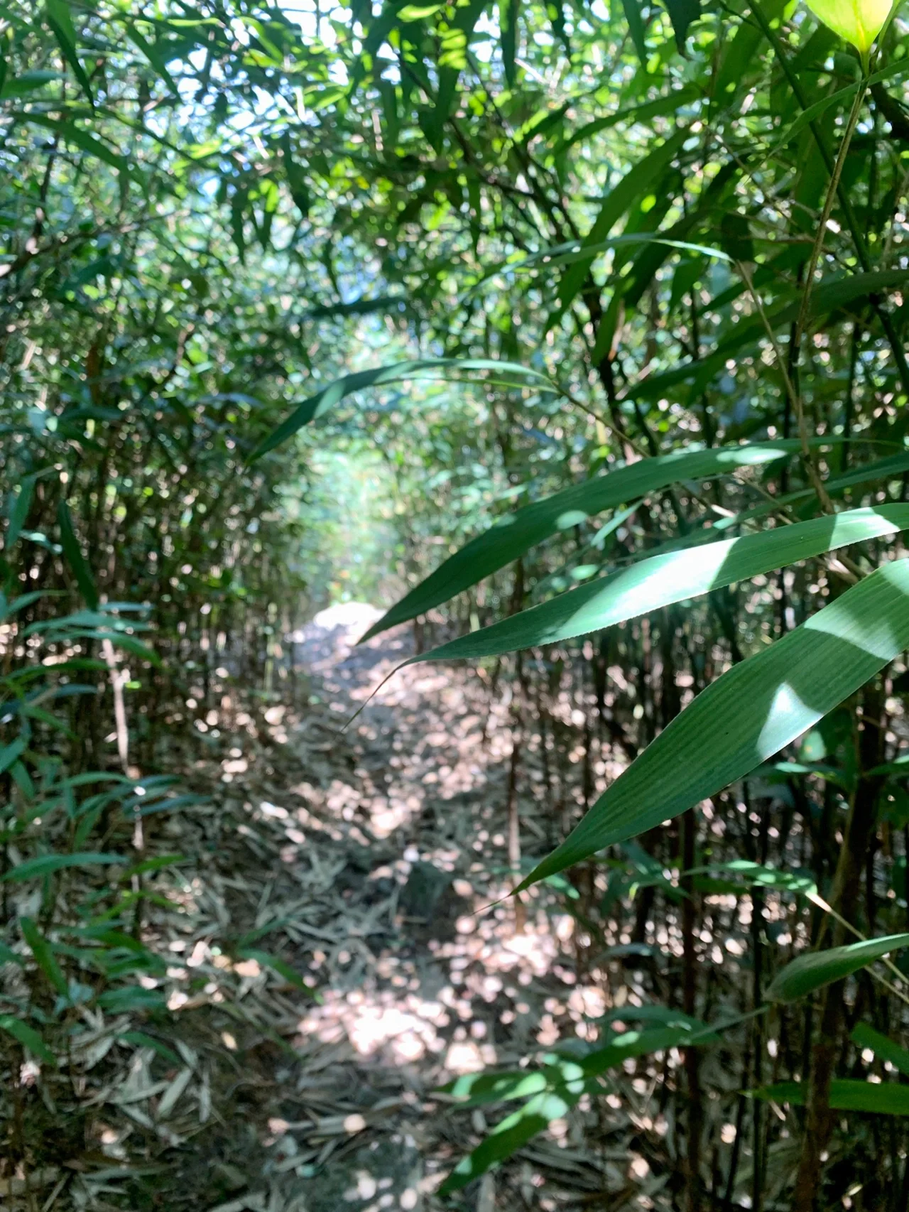 从化黄茶园折返线，悠闲徒步，新手友好系列