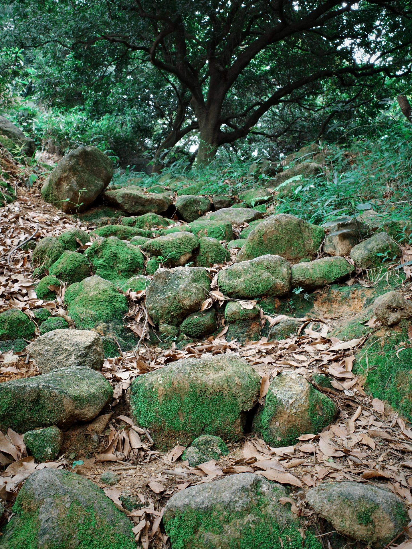 刘香线保姆级徒步攻略⛰️广州入门赏花路线