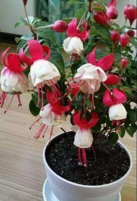 





光线差，就养3种花，哪怕没光，也能长得旺

养花是有一定要求的，那就